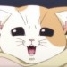小猫