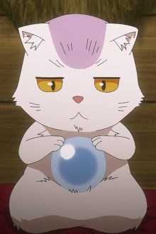 八卦猫