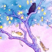 鲛岛洁