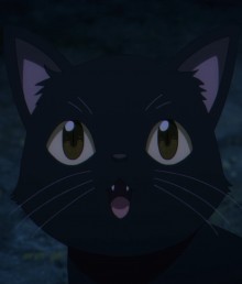 黑猫