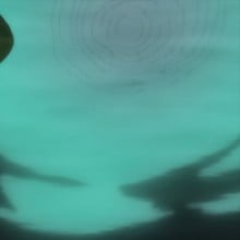 ササメ