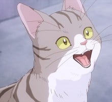 猫
