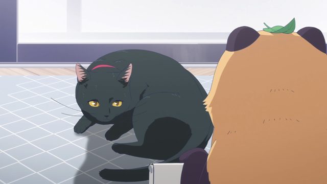 猫与南瓜