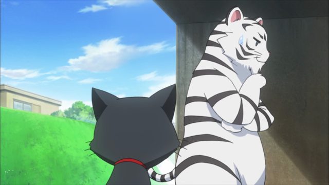 不管怎么说 还是自己家的猫最可爱