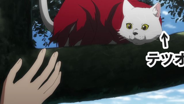今夜群猫摘星