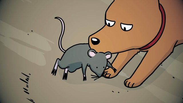 狗和猫